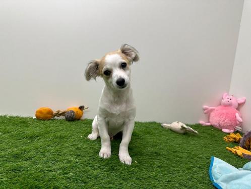 Kruising Chihuahua pup, Dieren en Toebehoren, Honden | Chihuahua's en Gezelschapshonden, Reu, Overige rassen, Fokker | Professioneel
