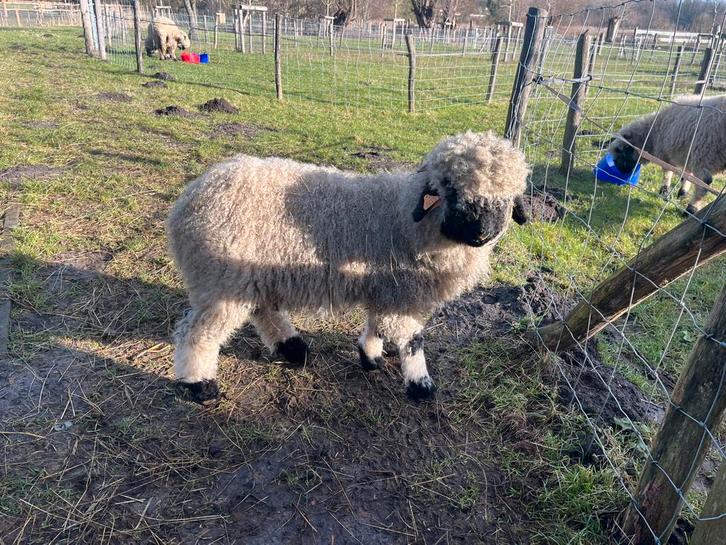 Walliser Schwarznase ram, Dieren en Toebehoren, Schapen, Geiten en Varkens, Schaap, Mannelijk, 0 tot 2 jaar