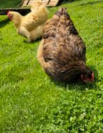 Orpington hen, Dieren en Toebehoren