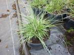 lampenpoetsersgras  hameln, Tuin en Terras, Planten | Tuinplanten, Ophalen, Volle zon, Vaste plant, Siergrassen