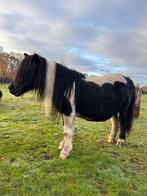 Prachtige zwart bonte merrie met papieren, Animaux & Accessoires, Poneys, Jument