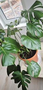 Gezond en mooi groen.., Ophalen