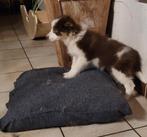 Border Collie pups Broer en zus leven huiselijk en warm, Dieren en Toebehoren, Parvo, België, Fokker | Hobbymatig, 8 tot 15 weken
