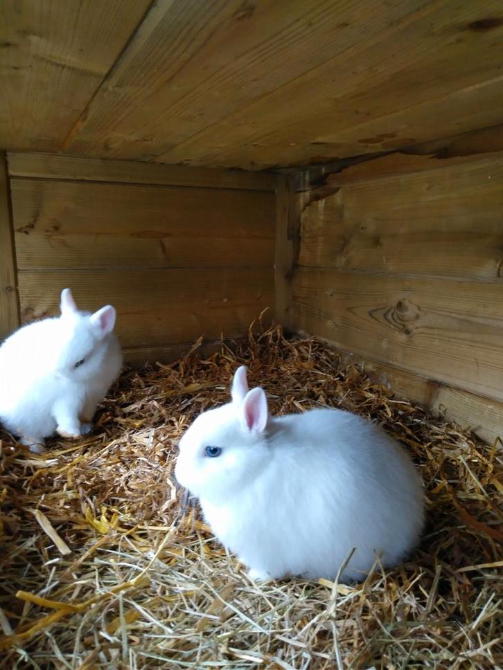 Kleur dwerg konijntje. . . Pooltje, Dieren en Toebehoren, Konijnen, Klein