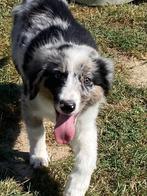 Border collie pups.(reukes), Dieren en Toebehoren, Honden | Herdershonden en Veedrijvers, België, Reu, CDV (hondenziekte), 8 tot 15 weken