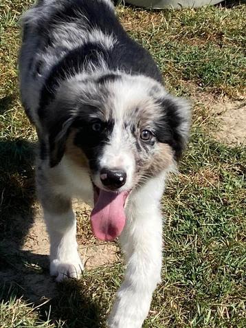 Border collie pups.(reukes) beschikbaar voor biedingen
