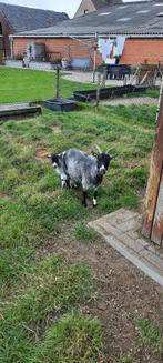 dwerggeiten, Dieren en Toebehoren, Vrouwelijk, Geit, 3 tot 5 jaar