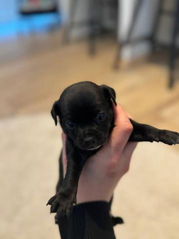Kruising chihuahua-pincher pups, Fokker | Hobbymatig, Reu, CDV (hondenziekte), 8 tot 15 weken