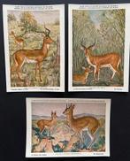LOT de 3 CPA - Musée d’histoire naturelle - BRUXELLES, Ophalen of Verzenden