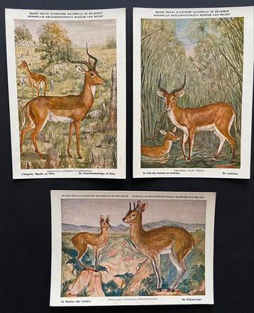 LOT de 3 CPA - Musée d’histoire naturelle - BRUXELLES beschikbaar voor biedingen
