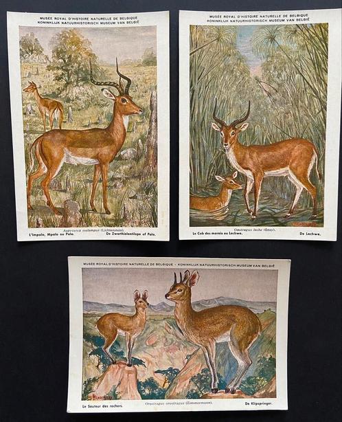 LOT de 3 CPA - Musée d’histoire naturelle - BRUXELLES, Verzamelen, Postkaarten | België, Ophalen of Verzenden