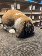 Franse hangoor konijn, Hangoor