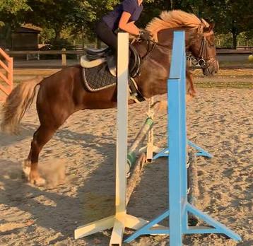 Mooie pony, goed springen beschikbaar voor biedingen
