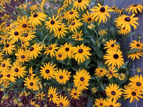 Rudbeckia of gele zonnehoed, Tuin en Terras, Planten | Tuinplanten, Vaste plant, Halfschaduw, Zomer, Ophalen