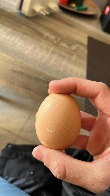 Verse eitjes van onze kippen beschikbaar voor biedingen