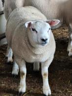 3 texel schapen bokken tekoop 5maand oud 30-35kg, Dieren en Toebehoren