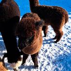 Alapca hengst, Dieren en Toebehoren, Overige Dieren, Juni, Mannelijk