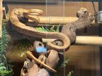 recherche femelle corallus hortulanus ( boa d amazonie ), Dieren en Toebehoren, Reptielen en Amfibieën
