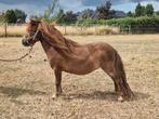 Mini paardje appaloosa pony merrie shet, Dieren en Toebehoren, Pony's, Merrie