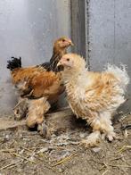 Coqs Brahma Buff Columbia et Lemon Pyle, Mâle, Poule ou poulet