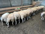 Mooie miekes, Dieren en Toebehoren, Schapen, Geiten en Varkens