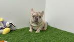 Franse Bulldog pups, Dieren en Toebehoren, Honden | Bulldogs, Pinschers en Molossers, België, 8 tot 15 weken, CDV (hondenziekte)