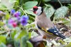 distelvink, Dieren en Toebehoren, Vogels | Overige Vogels, Vrouwelijk