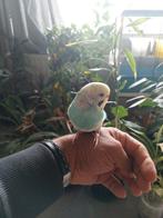 Mooie vogel vrouwelijke en heel vriendelijke, Dieren en Toebehoren, Vogels | Parkieten en Papegaaien