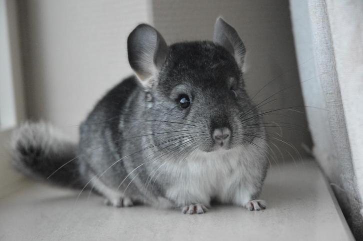 chinchilla standaard bpd vrouwtje, Dieren en Toebehoren, Knaagdieren, Vrouwelijk, Chinchilla, September