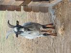 Mooie bok!, Dieren en Toebehoren, Schapen, Geiten en Varkens, Mannelijk, Geit, 3 tot 5 jaar