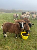 Prachtige kudde van 65 stuks rammen bokken schapen, Dieren en Toebehoren, Schapen, Geiten en Varkens, Mannelijk, Schaap