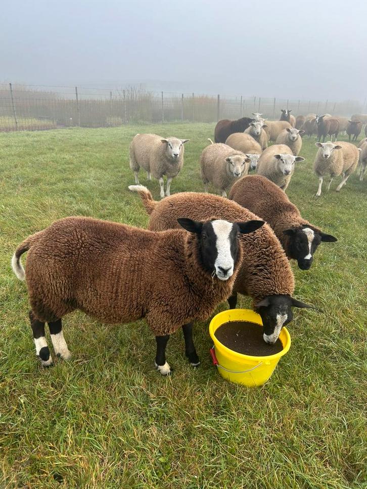 Prachtige kudde van 65 stuks rammen bokken schapen, Dieren en Toebehoren, Schapen, Geiten en Varkens, Schaap, Mannelijk