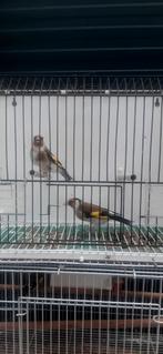 Distelvinken Pop & Man Wildkleur 2025