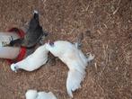 Jonge kriel kipjes en haantjes, Dieren en Toebehoren, Pluimvee