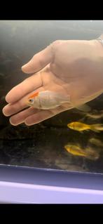 Poisson rouge commun blanc avec front orange, Poisson