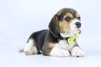 Beagle pups, Belgisch Beagle Fokker