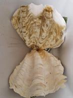 2 grote schelpen, Ophalen, Zo goed als nieuw