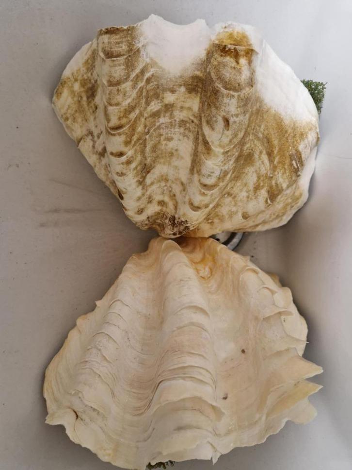 2 grote schelpen, Dieren en Toebehoren, Vissen | Aquaria en Toebehoren, Zo goed als nieuw, Ophalen