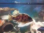 Gezocht : Malawi cichlide OB, Dieren en Toebehoren, Vissen | Aquariumvissen