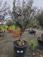 Olijfboom Olea Europaea, Tuin en Terras, Planten | Bomen, Ophalen, Olijfboom
