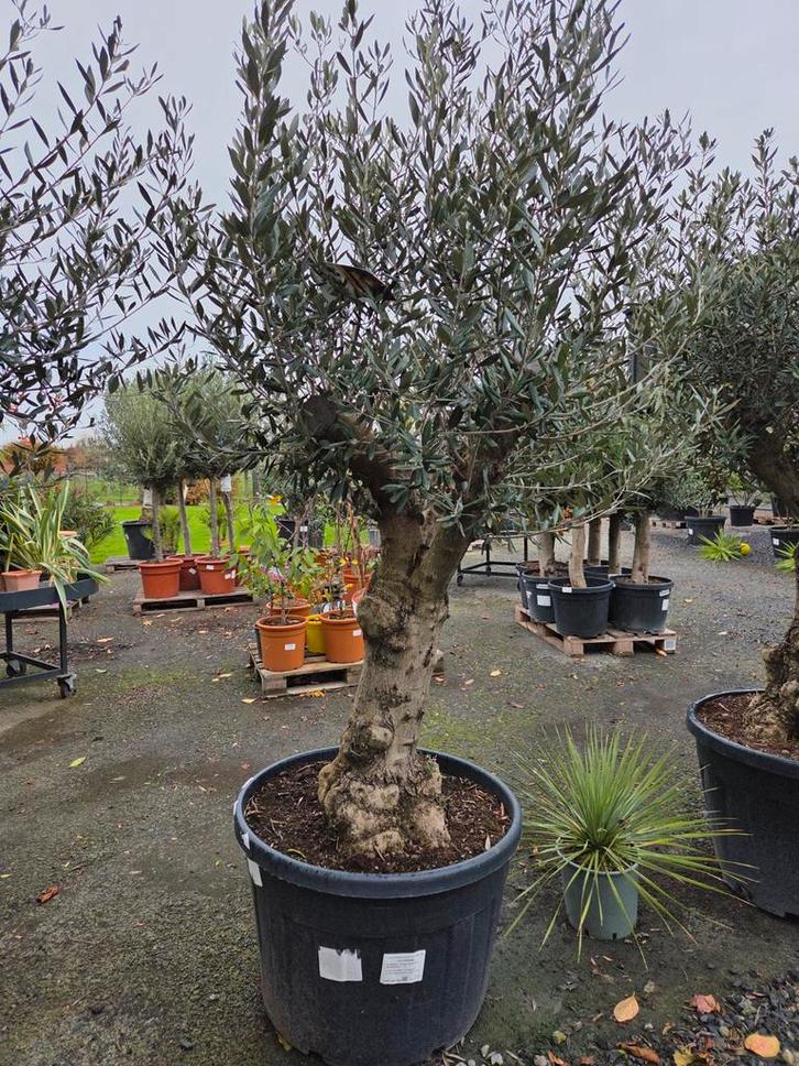 Olijfboom Olea Europaea, Tuin en Terras, Planten | Bomen, Olijfboom, Ophalen