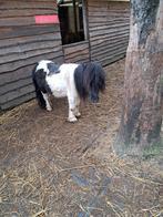 Mini hengstje, Dieren en Toebehoren, Pony's