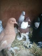 Duiven Gentse kroppers, Dieren en Toebehoren, Vogels | Duiven