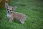 Chihuahua pups keuze  💖💖💖, Dieren en Toebehoren, Honden | Chihuahua's en Gezelschapshonden, België, 15 weken tot 1 jaar, CDV (hondenziekte)