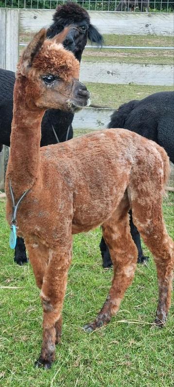 Alpaca  hengst  puur appaloosa met stamboom beschikbaar voor biedingen