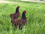 Jonge tamme Rhode Island Red kriel kippen hennen gesekst, Dieren en Toebehoren, Vrouwelijk, Kip