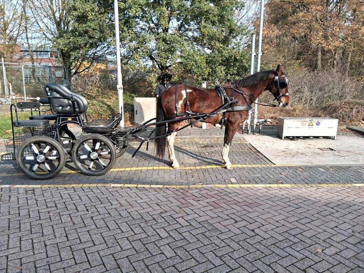 Mooie koetspaard ! Tuigpaard merrie !, Dieren en Toebehoren, Paarden, Merrie, Niet van toepassing, 165 tot 170 cm, 11 jaar of ouder