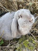 Franse hangoor, Dieren en Toebehoren, Konijnen, Hangoor