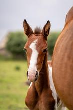 Prachtige top gefokte veulens, Springpaard, Gechipt, Niet van toepassing, 0 tot 2 jaar