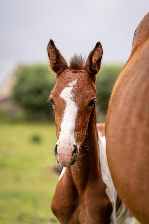 Prachtige top gefokte veulens, Dieren en Toebehoren, Paarden, Meerdere dieren, Niet van toepassing, 165 tot 170 cm, 0 tot 2 jaar